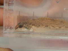 Etheostoma nigrum