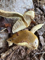 Retiboletus ornatipes