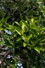 Sclerocroton integerrimus