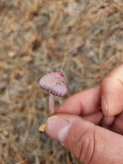 Inocybe lilacina