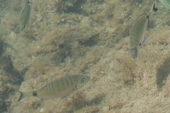 Diplodus sargus