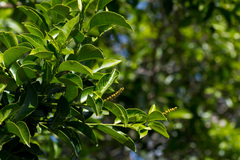 Sclerocroton integerrimus