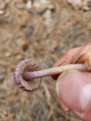 Inocybe lilacina