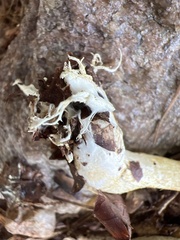 Retiboletus ornatipes