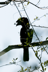 Bycanistes bucinator