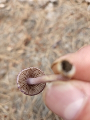 Inocybe lilacina