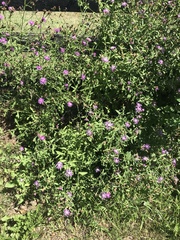 Centaurea nigrescens