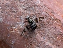 Dyscrasis hendeli