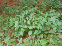 Vincetoxicum rossicum