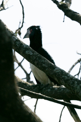 Bycanistes bucinator