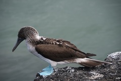 Sula nebouxii excisa