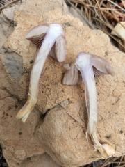 Inocybe lilacina