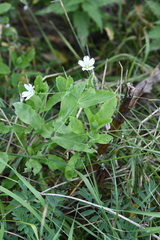 Cerastium davuricum