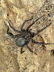 Tegenaria domestica