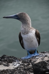 Sula nebouxii excisa