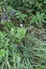 Cerastium davuricum
