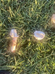 Chlorophyllum molybdites