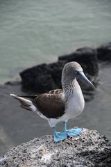 Sula nebouxii excisa