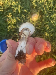 Chlorophyllum molybdites