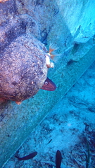Muraena helena