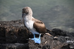 Sula nebouxii excisa