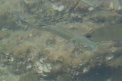 Dicentrarchus labrax