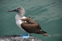 Sula nebouxii excisa