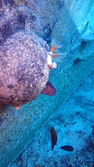 Muraena helena