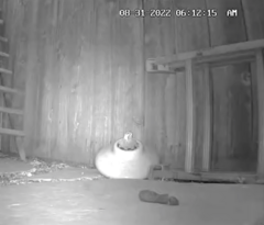 Didelphis virginiana