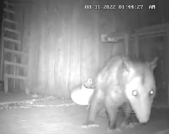 Didelphis virginiana