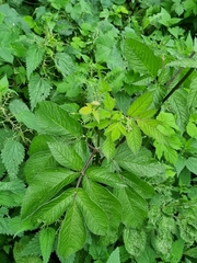 Chaerophyllum aromaticum