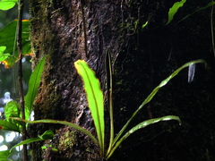 Elaphoglossum raywaense
