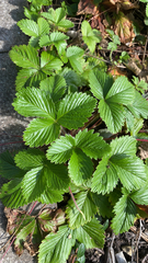 Fragaria