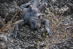 Amblyrhynchus cristatus hassi