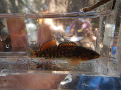 Etheostoma caeruleum