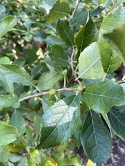 Ilex verticillata