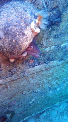Muraena helena