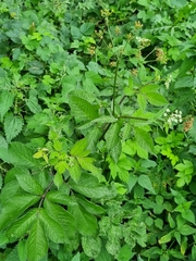 Chaerophyllum aromaticum