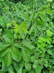 Chaerophyllum aromaticum
