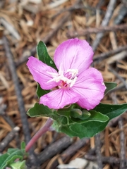Oenothera deserticola