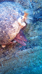 Muraena helena