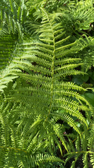 Athyrium