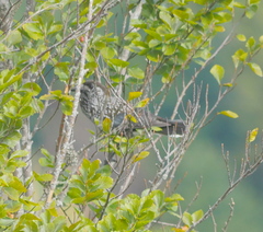 Nucifraga caryocatactes