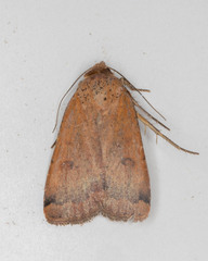 Abagrotis alternata