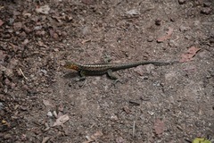 Microlophus indefatigabilis