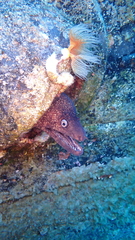 Muraena helena