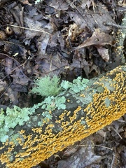 Flavoparmelia baltimorensis