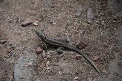 Microlophus indefatigabilis