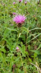 Centaurea nigra