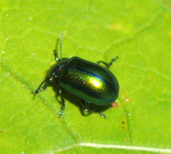Chrysomelinae